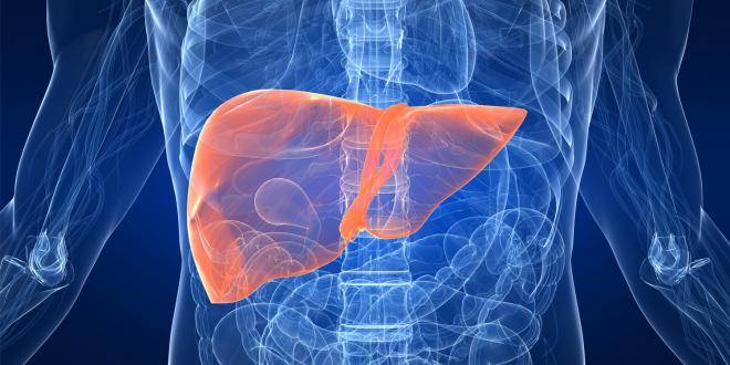 The liver's place in your digestive system